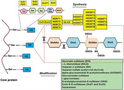 Frontiers | Heparan Sulfate And Heparan Sulfate Proteoglycans In Cancer ...